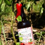 TOKIKO BIERE ARTISANALE AUX PIMENT D'ESPELETTE